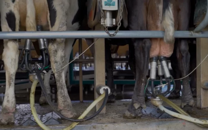 Cows being milked